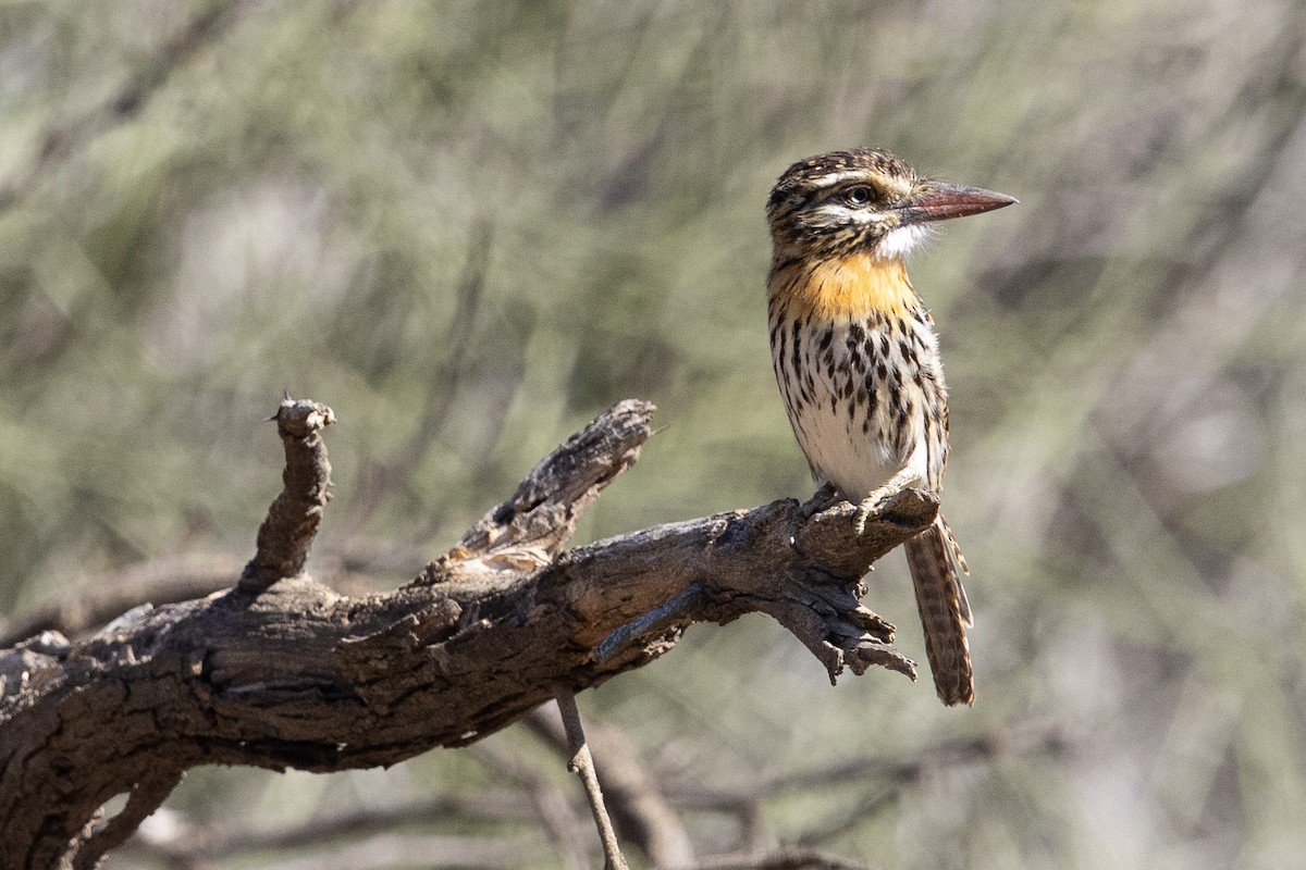 Fleckmantel-Faulvogel (striatipectus) - ML623967951