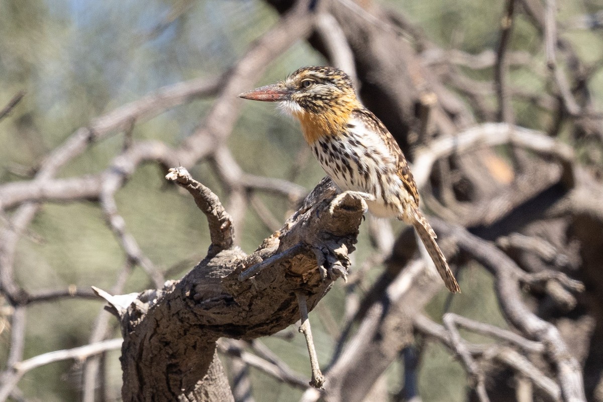 Fleckmantel-Faulvogel (striatipectus) - ML623967952