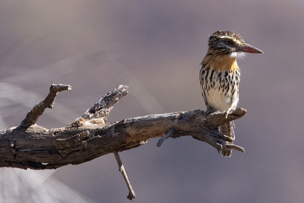 Fleckmantel-Faulvogel (striatipectus) - ML623967953