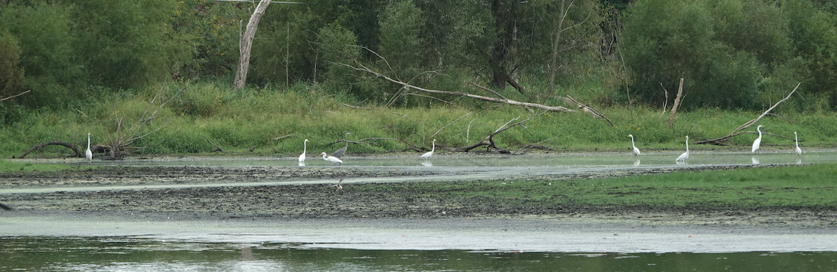 Great Egret - ML623967996