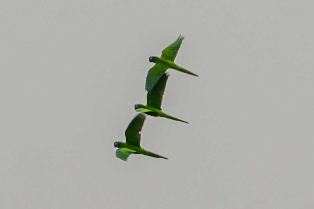 Blue-crowned Parakeet - ML623968001