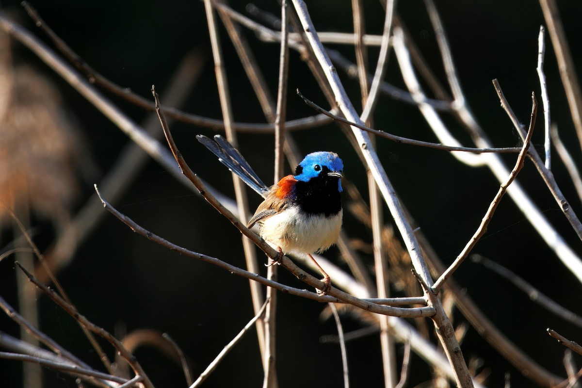 Variegated Fairywren - ML623968029