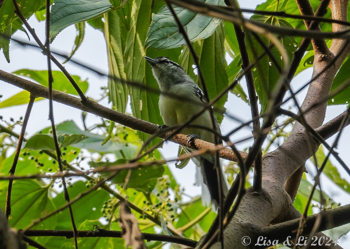 Creamy-bellied Antwren - Lisa & Li Li
