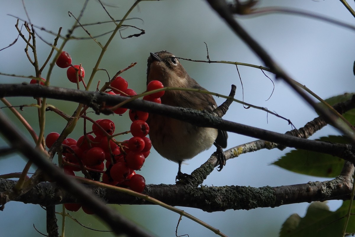 Yellow-rumped Warbler - ML623968078