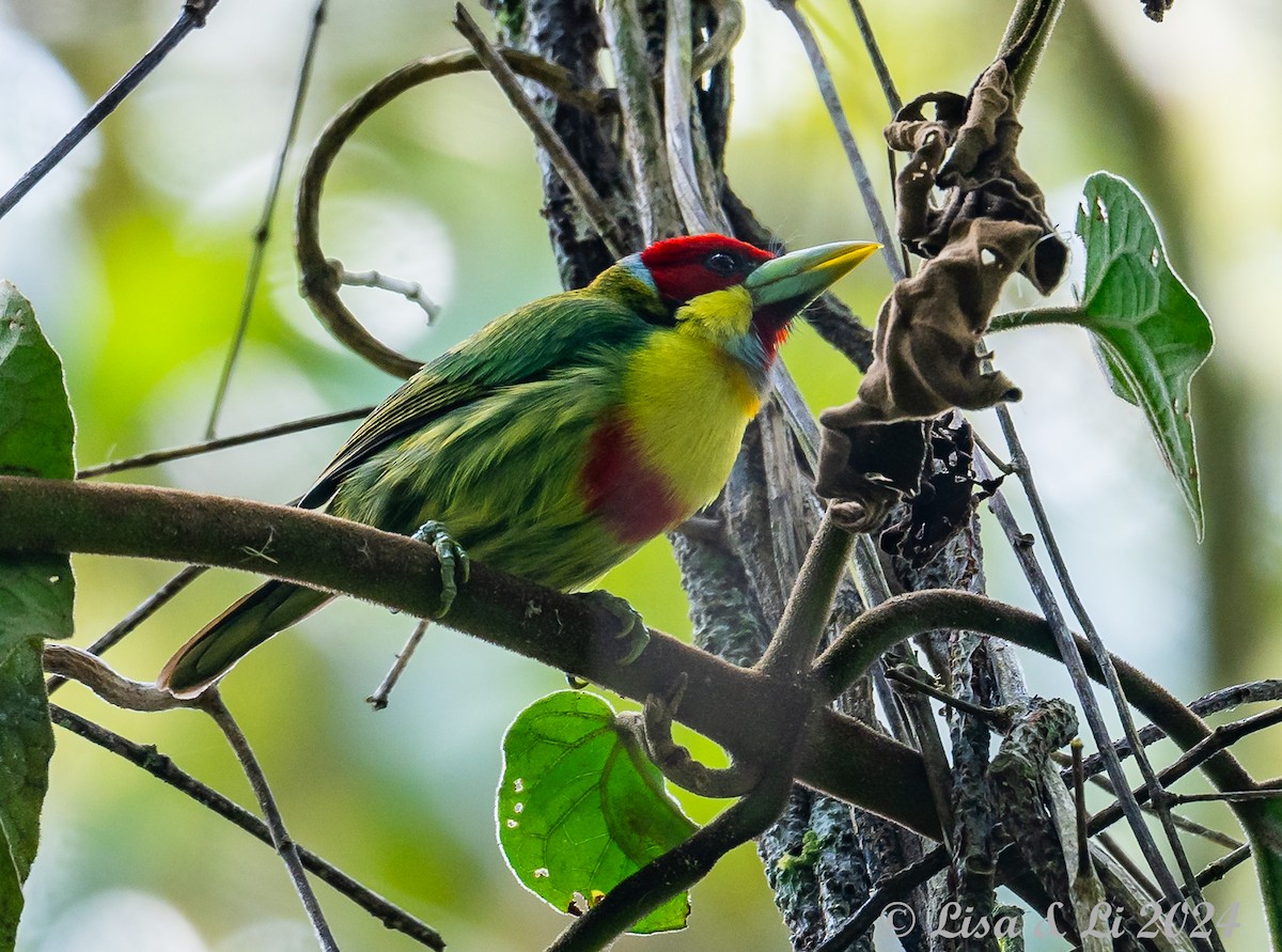 Çok Renkli Barbet - ML623968088