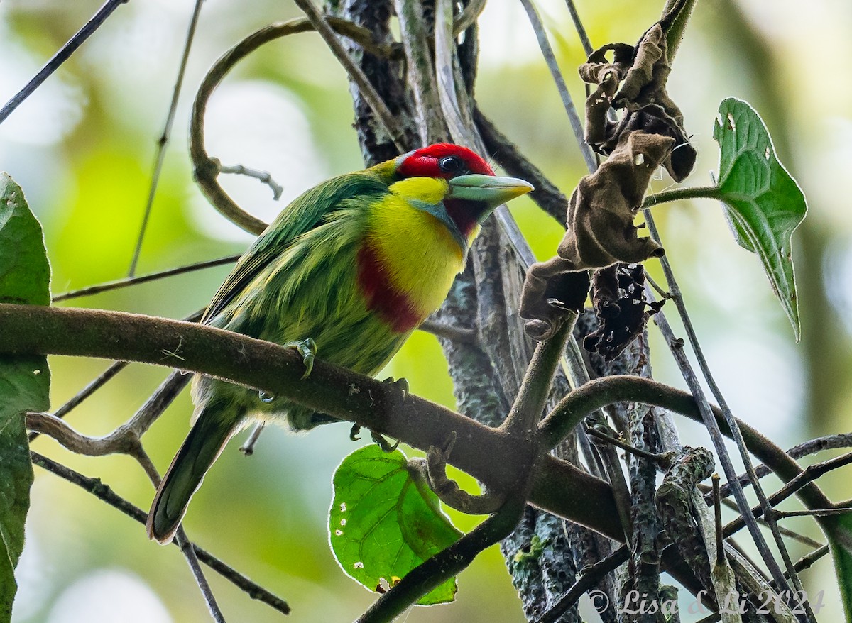 Çok Renkli Barbet - ML623968089