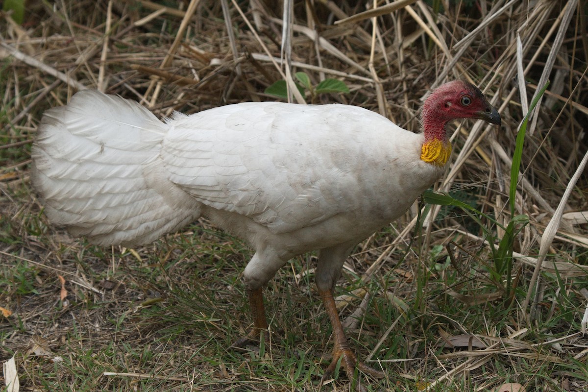 Australian Brushturkey - ML623968098