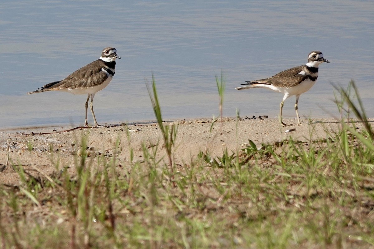 Killdeer - ML623968105