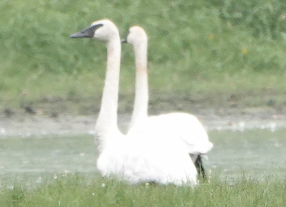 Trumpeter Swan - ML623968106