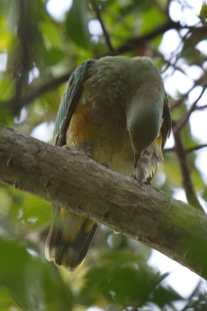 Rose-crowned Fruit-Dove - ML623968111