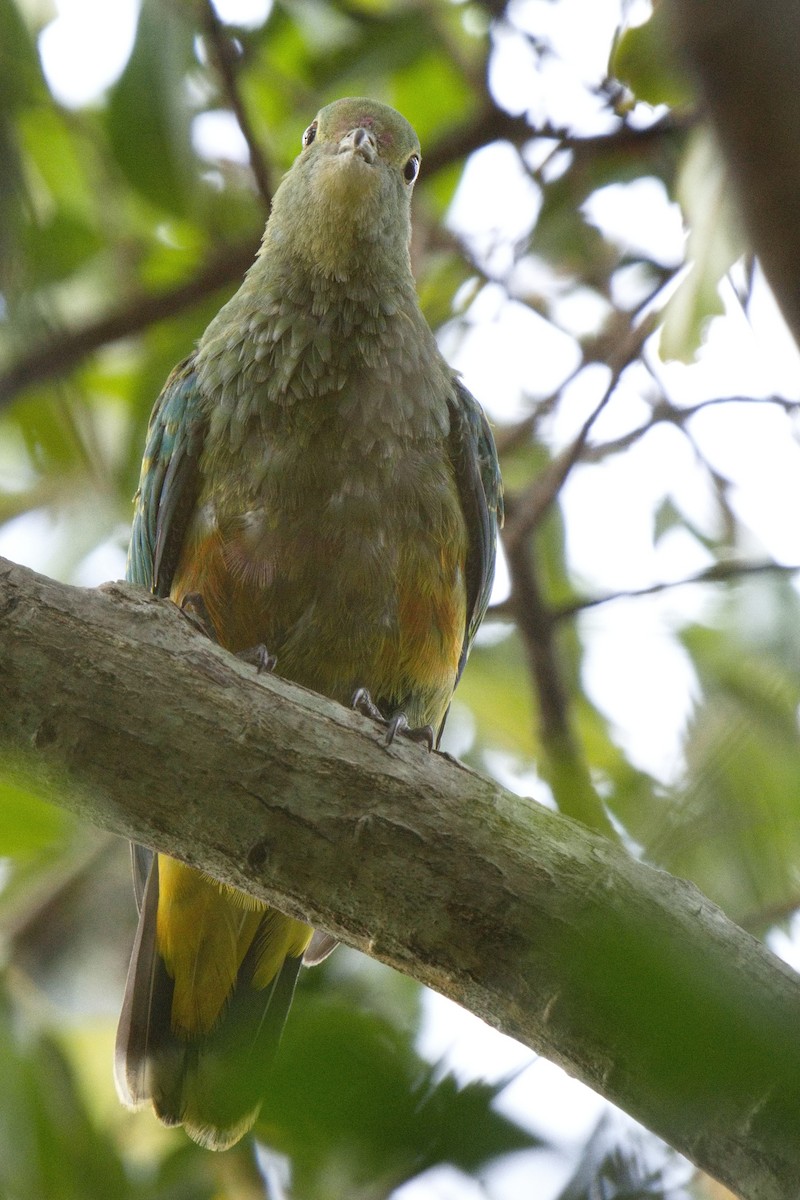 Rose-crowned Fruit-Dove - ML623968118