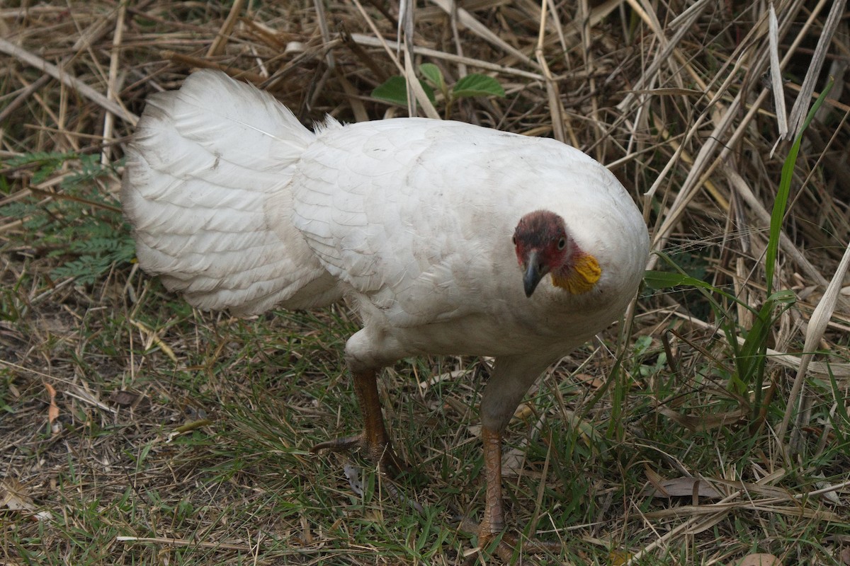 Australian Brushturkey - Ed Pierce