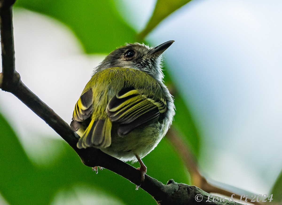 White-bellied Pygmy-Tyrant - ML623968152