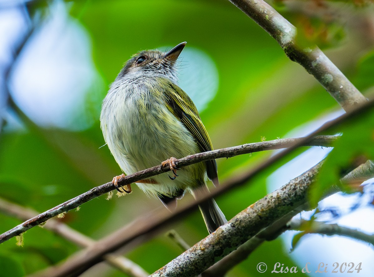 White-bellied Pygmy-Tyrant - ML623968153