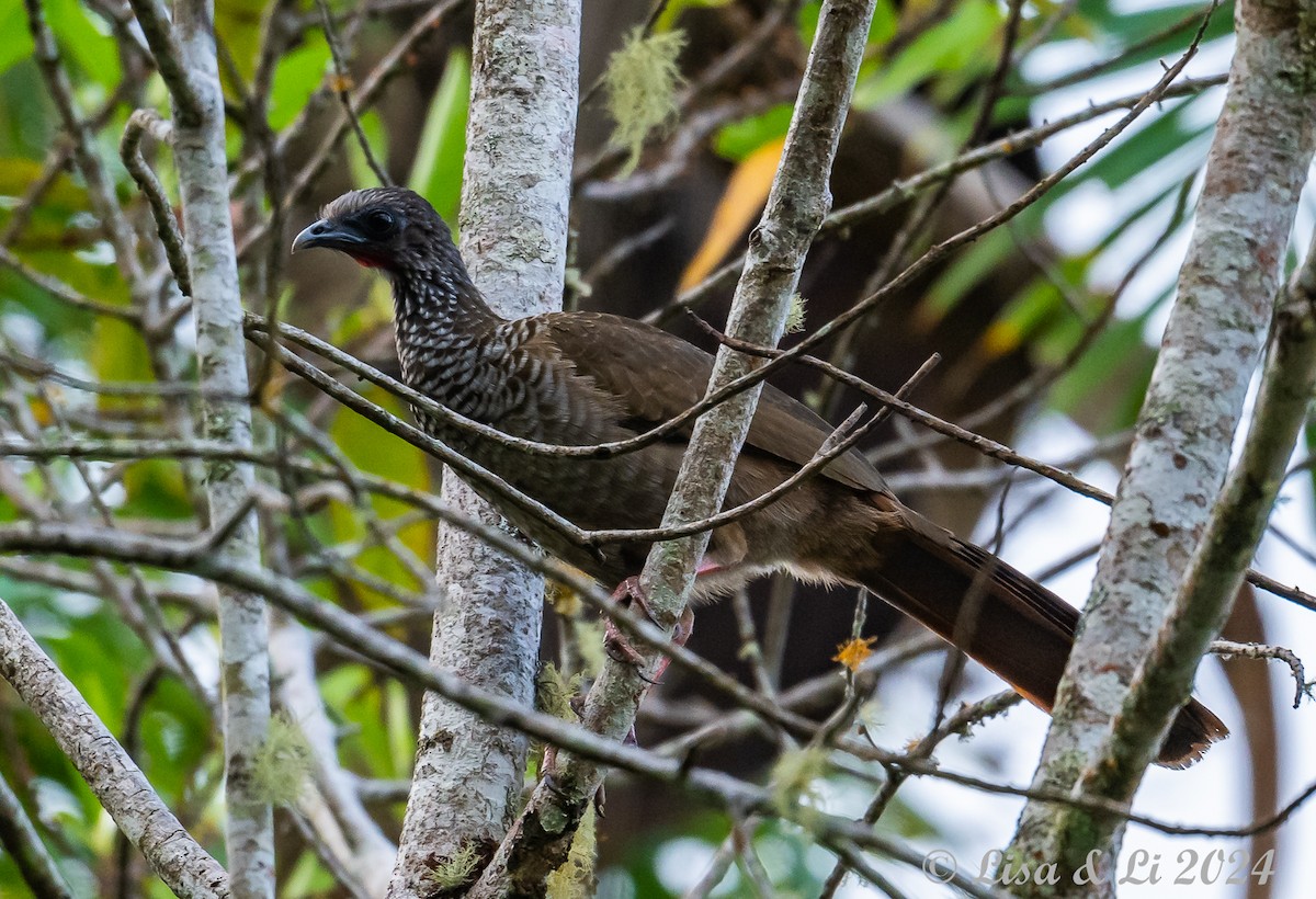 Chachalaca Moteada - ML623968154