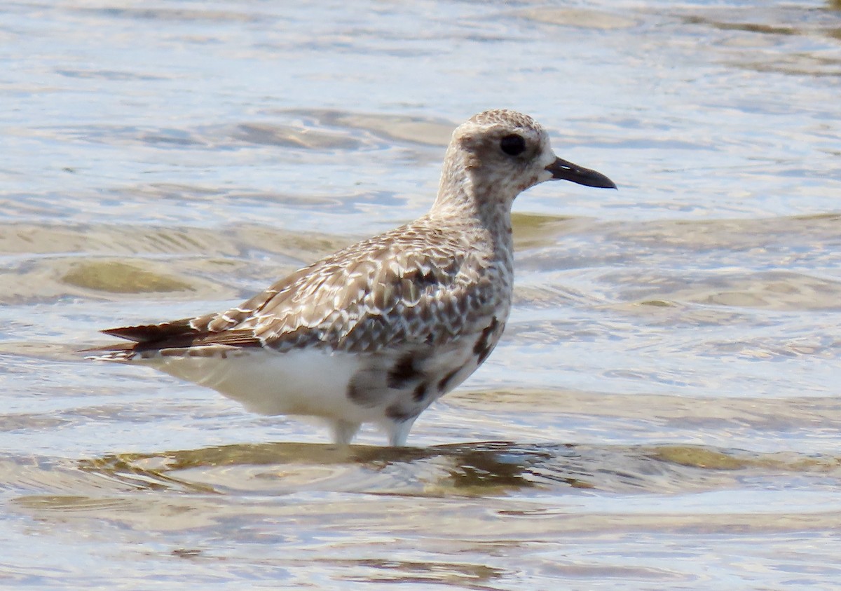 Black-bellied Plover - ML623968162