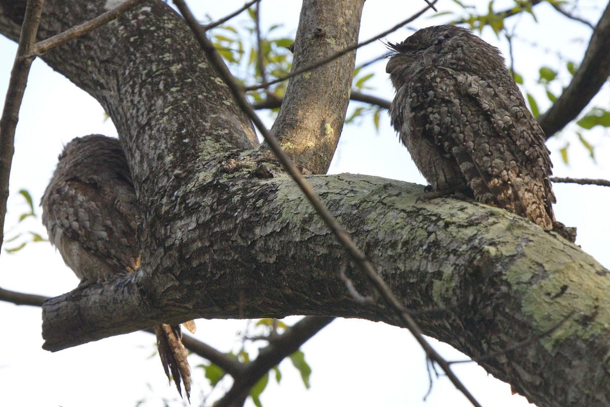 Tawny Frogmouth - ML623968164