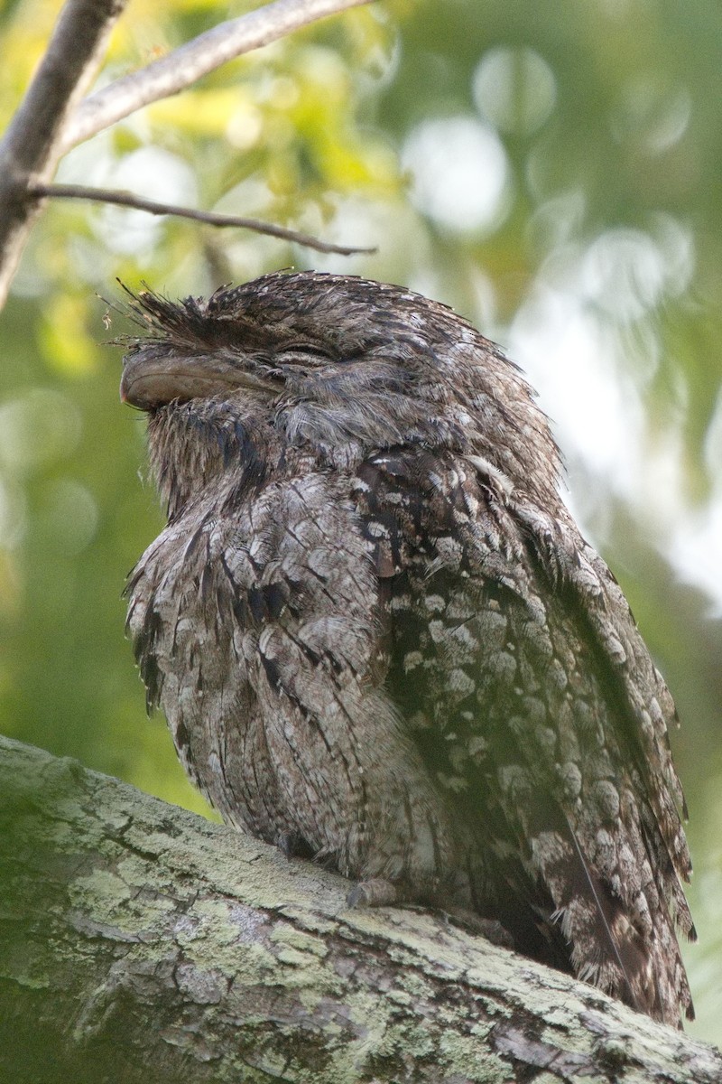 Tawny Frogmouth - ML623968168