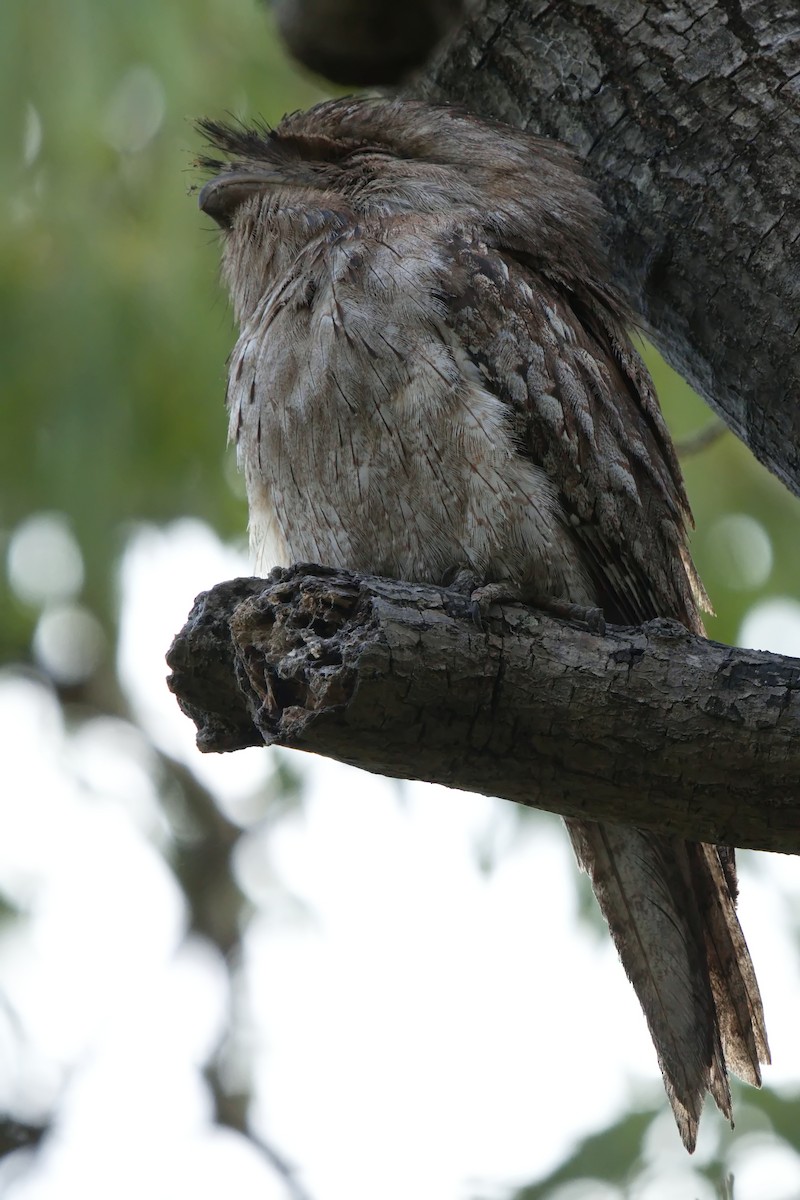 Tawny Frogmouth - ML623968175