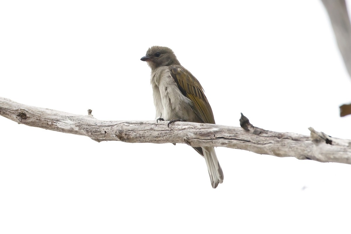 Lesser Honeyguide - ML623968176