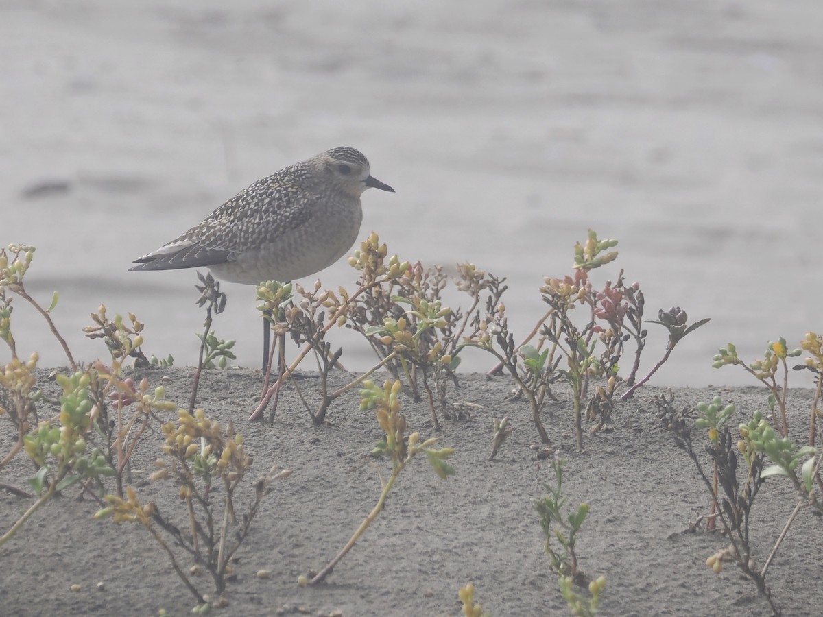 Pacific Golden-Plover - ML623968188