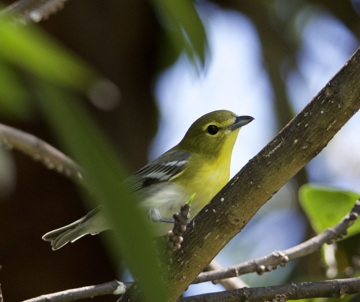 Gelbkehlvireo - ML623968190