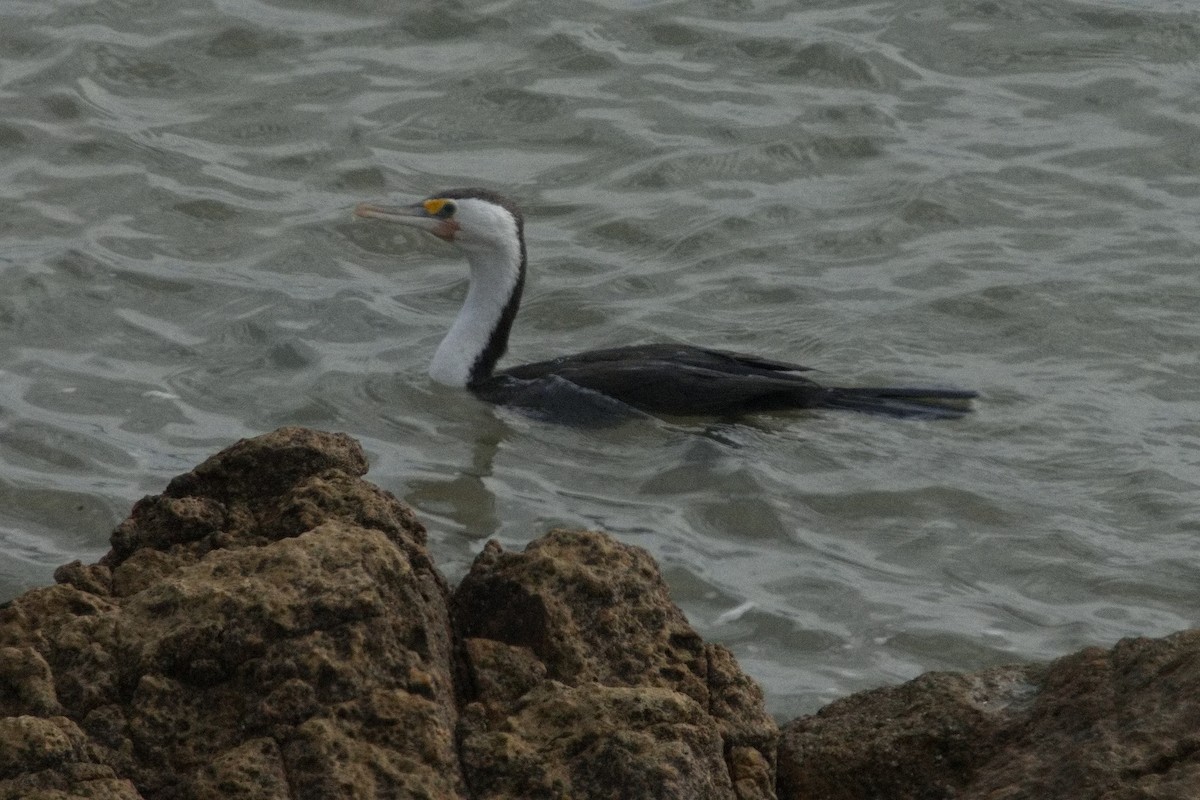 Pied Cormorant - ML623968192