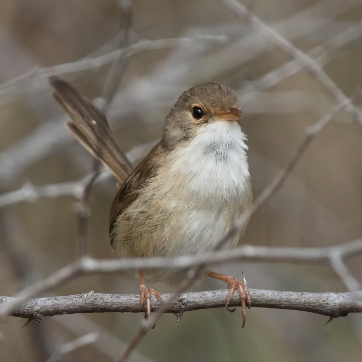 Red-backed Fairywren - ML623968210