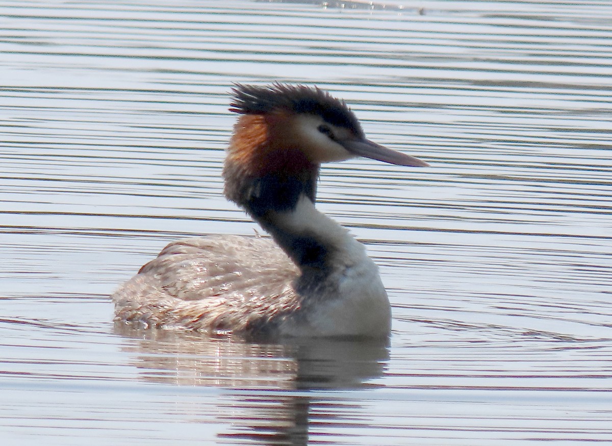 Great Crested Grebe - ML623968211