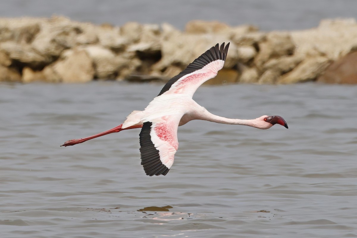 Lesser Flamingo - ML623968215