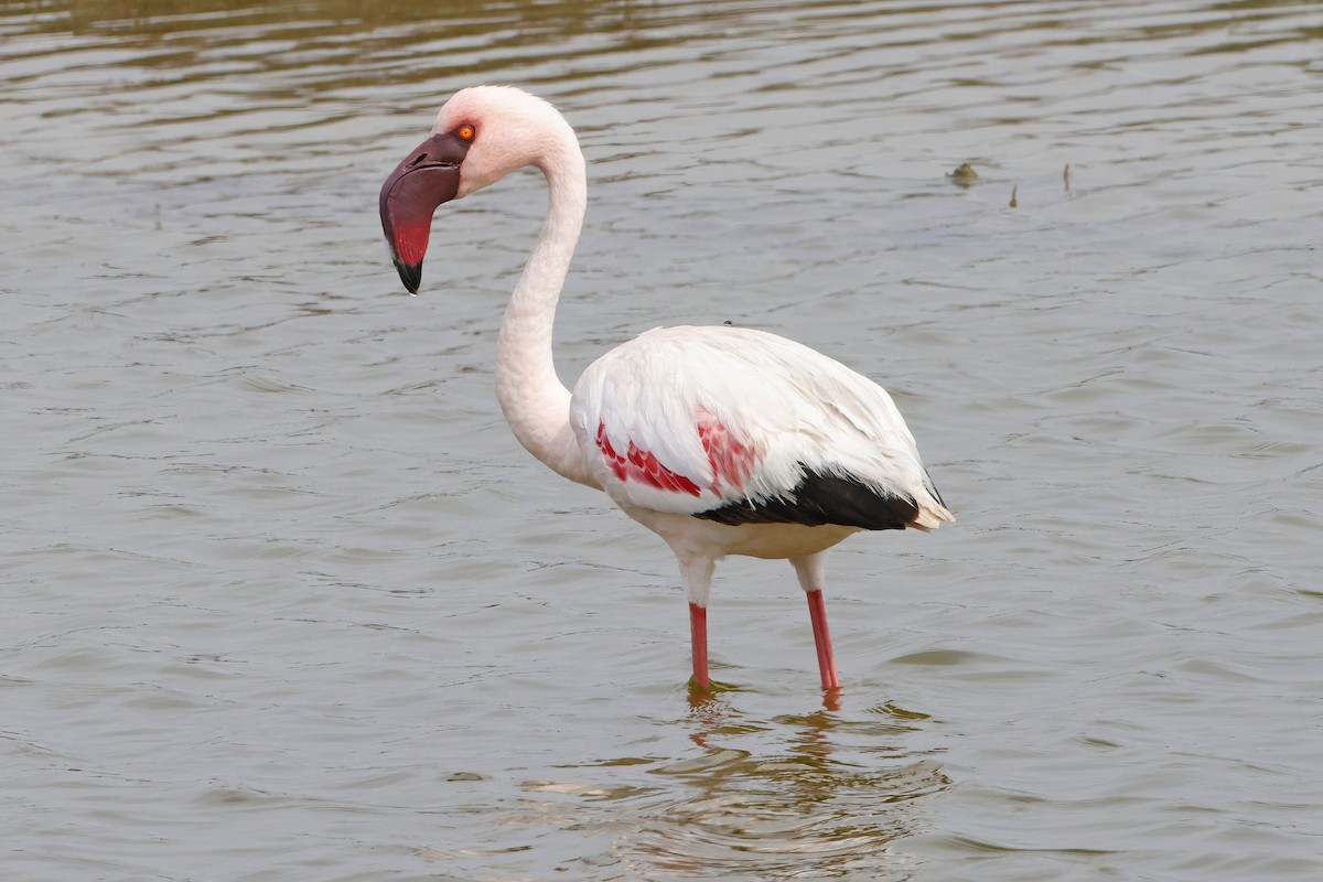 Lesser Flamingo - ML623968219