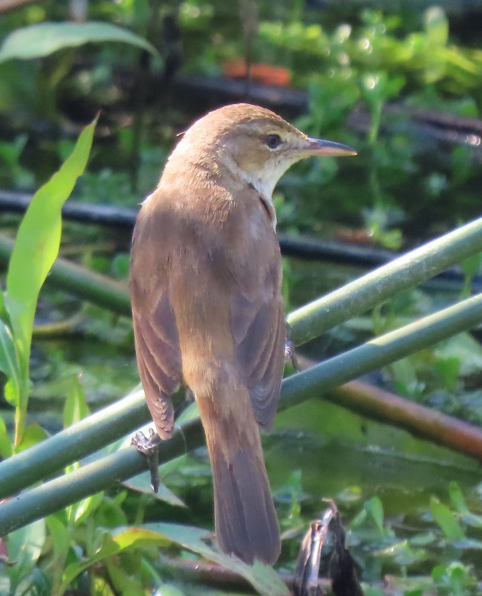 Australian Reed Warbler - ML623968220