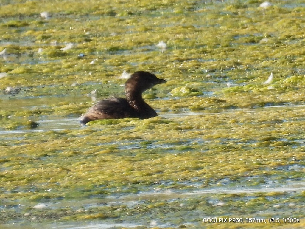 Pied-billed Grebe - ML623968230