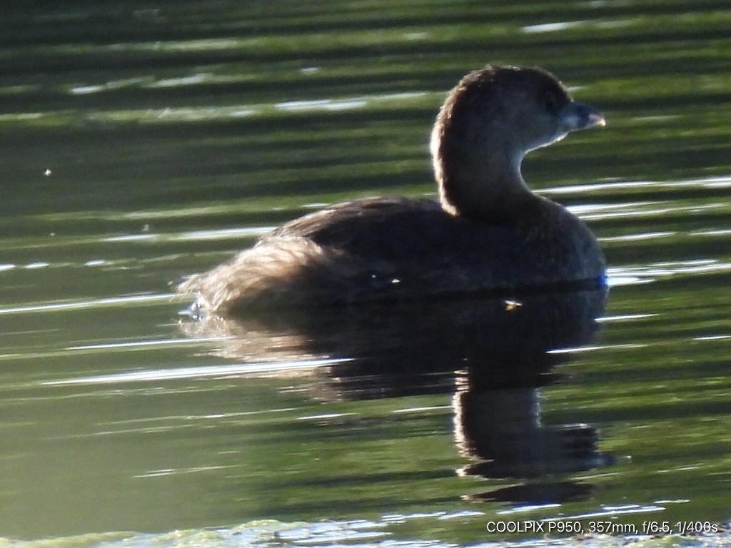 Pied-billed Grebe - ML623968231