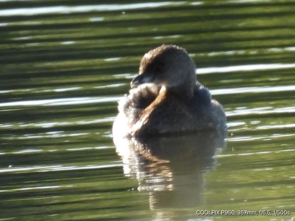 Pied-billed Grebe - ML623968232