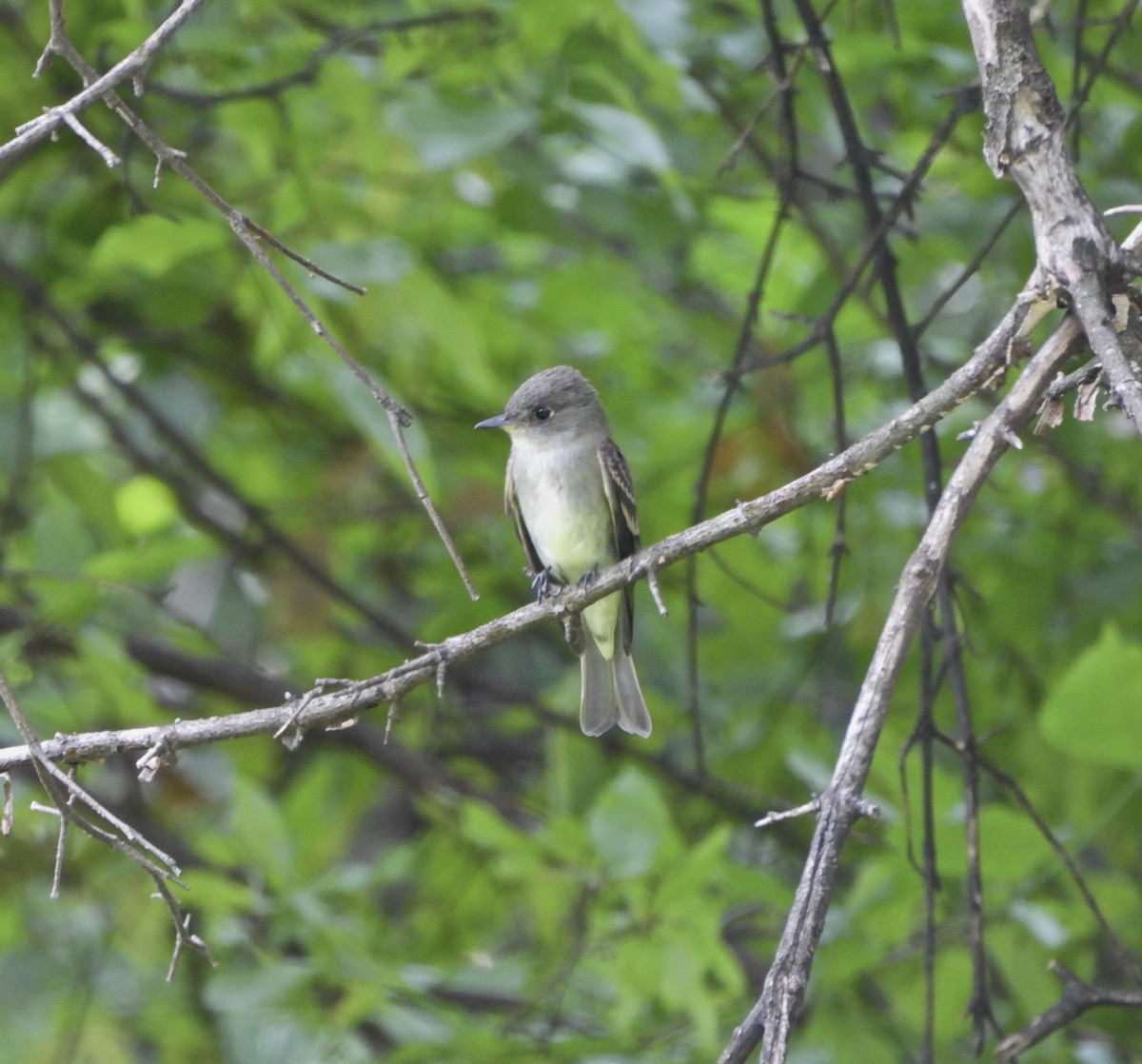 Eastern Wood-Pewee - ML623968238