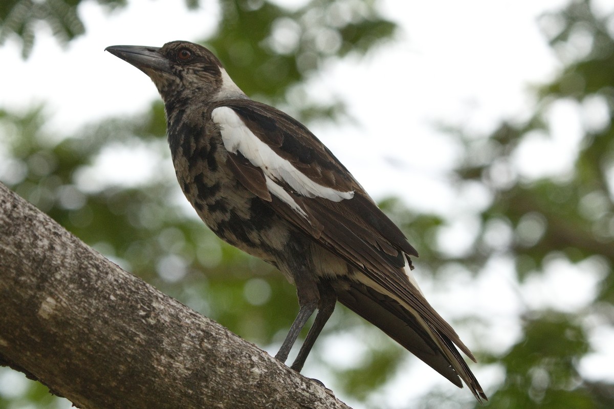 Australian Magpie - ML623968240