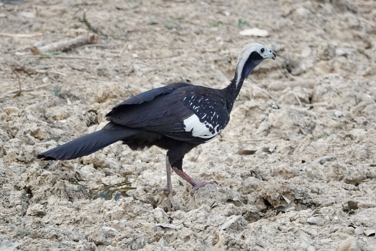 White-throated Piping-Guan - ML623968242