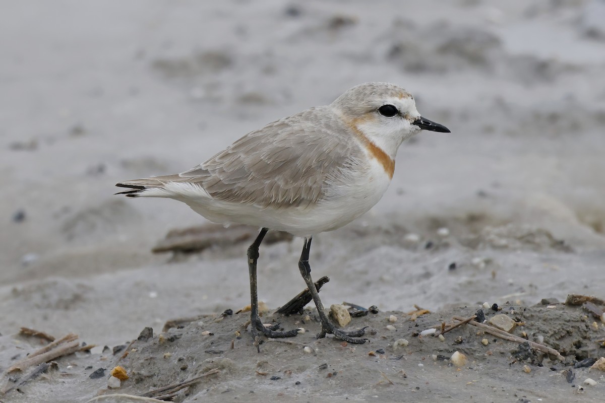 Chestnut-banded Plover - ML623968243