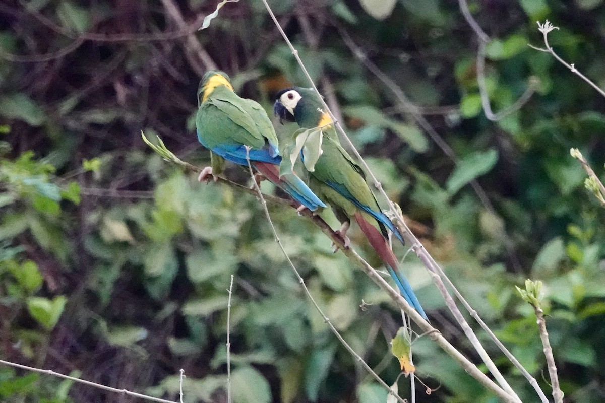 Yellow-collared Macaw - ML623968257