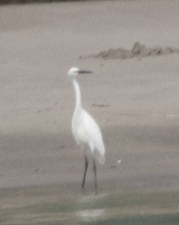 Reddish Egret - Justin Swain