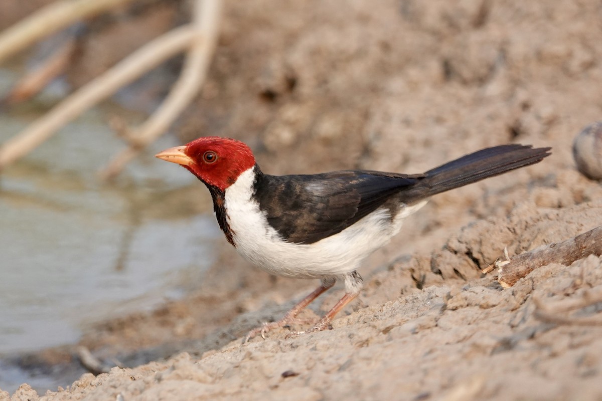 Yellow-billed Cardinal - ML623968270