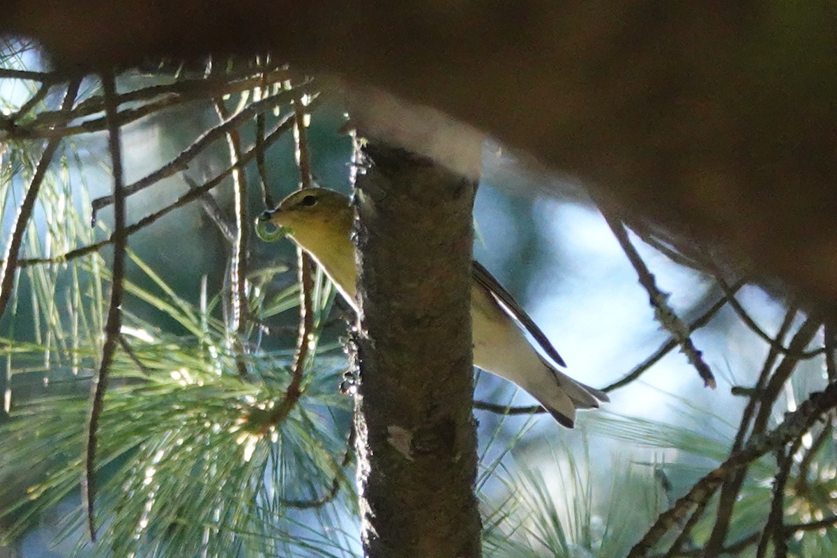 Blackpoll Warbler - ML623968282