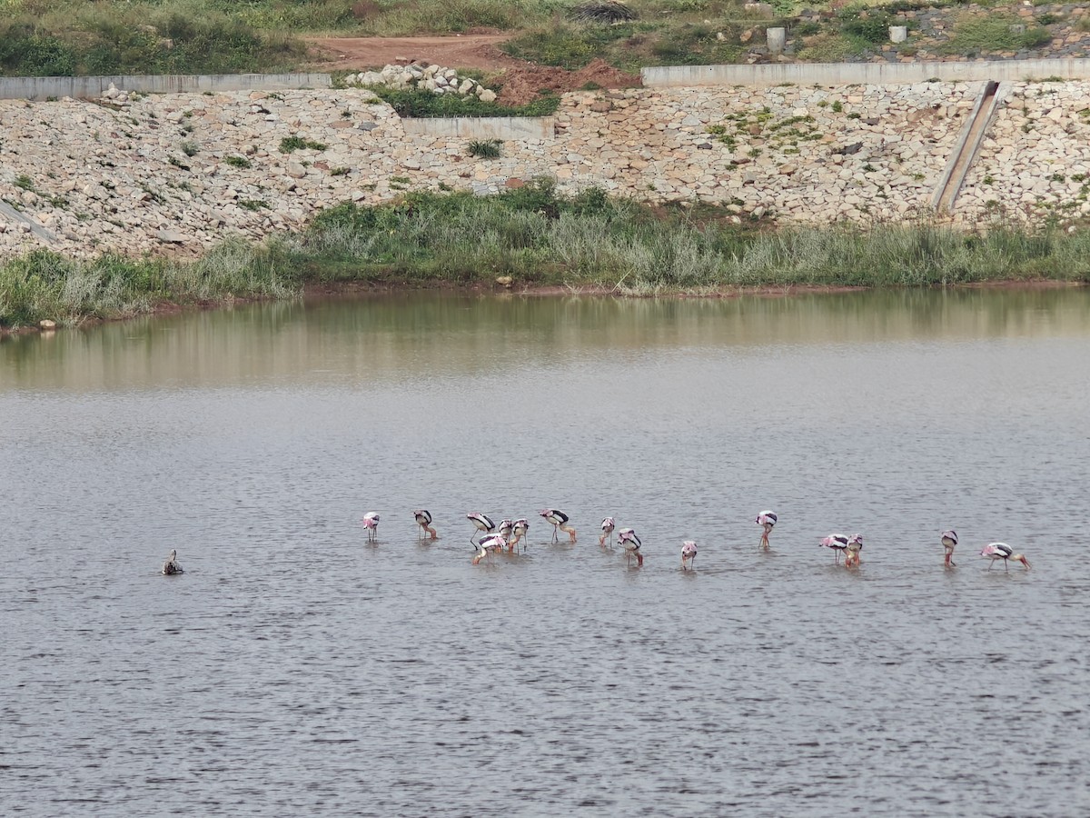 Painted Stork - ML623968290