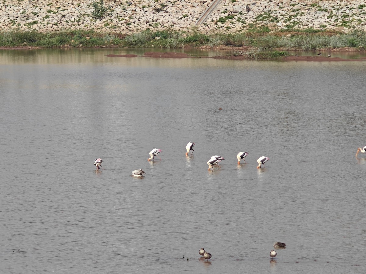 Painted Stork - ML623968291