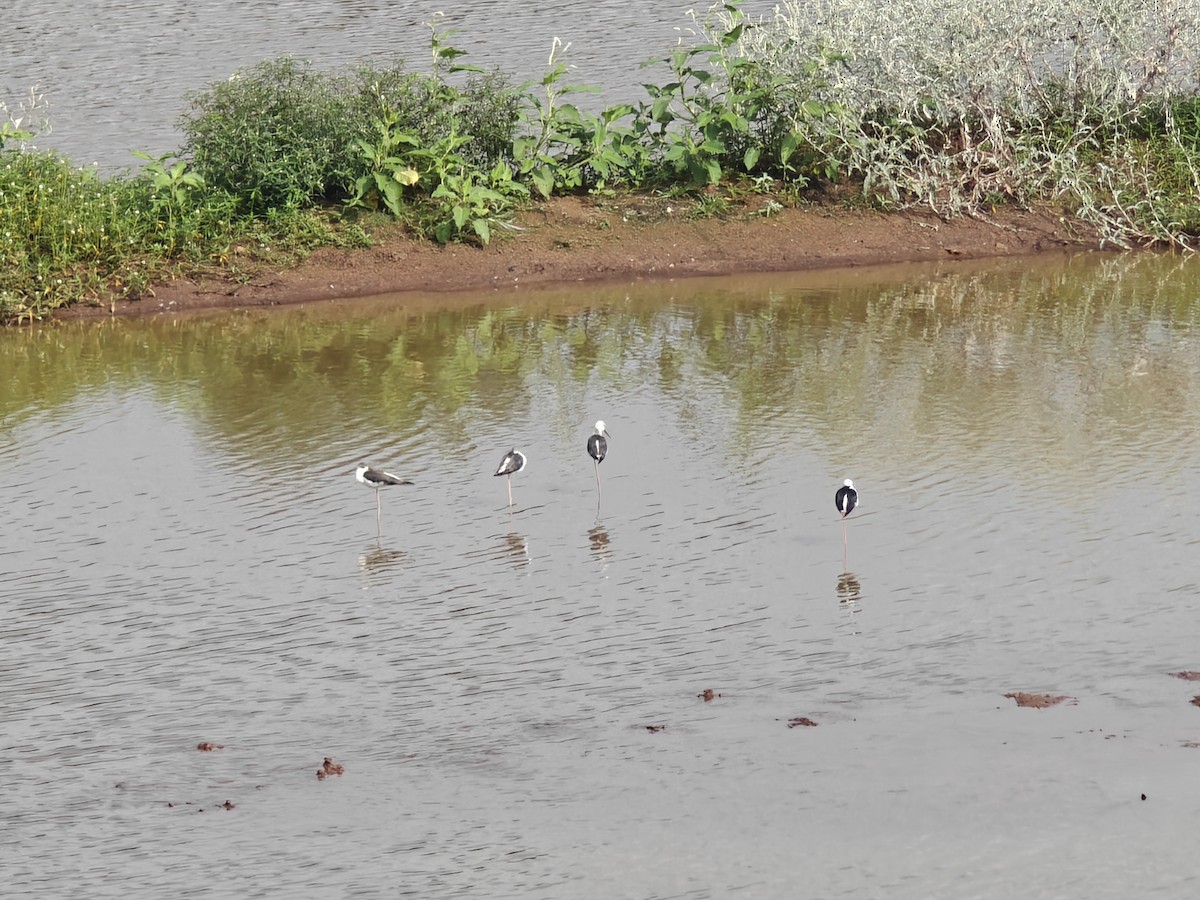 Black-winged Stilt - ML623968298