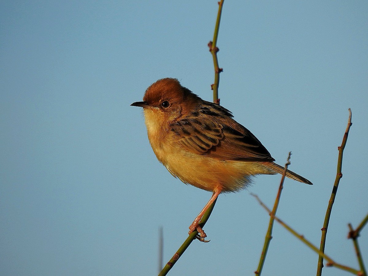 Golden-headed Cisticola - ML623968302