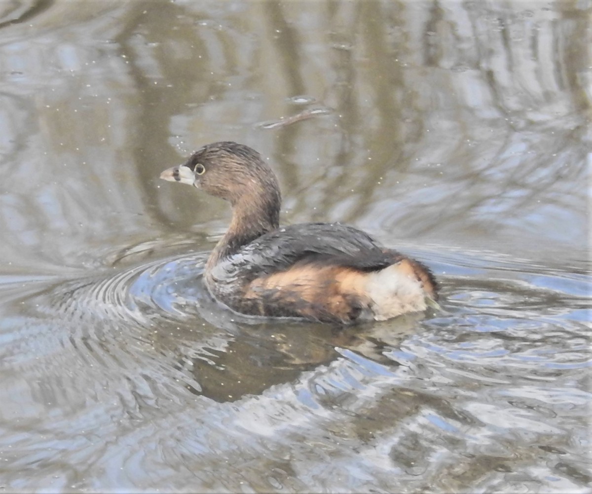 Pied-billed Grebe - Bryan McIntosh