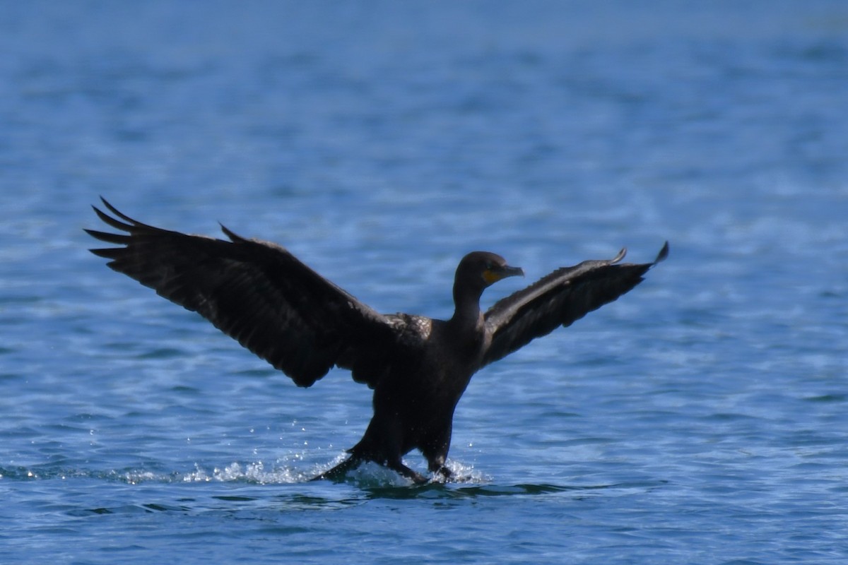 Neotropic Cormorant - ML623968308