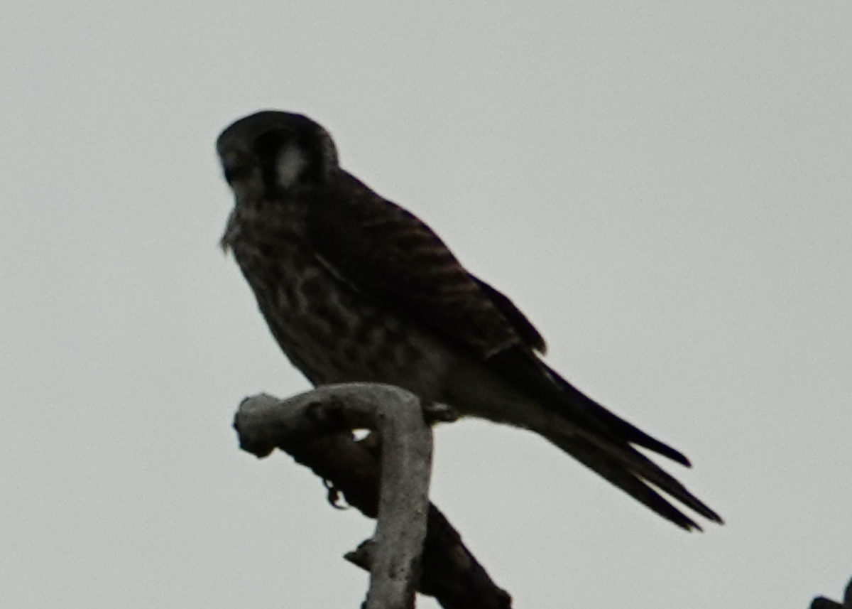 Buntfalke - ML623968336